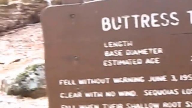 The Ancient and Giant trees in the world: Sequoia! Buttress Root Tree & Tunnel Log!