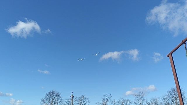 лебеди