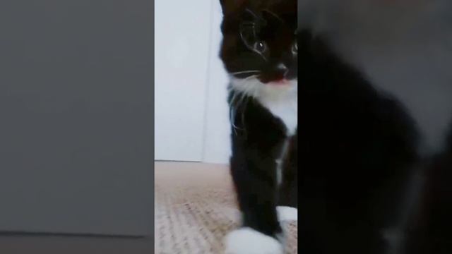 Очень смешные коты