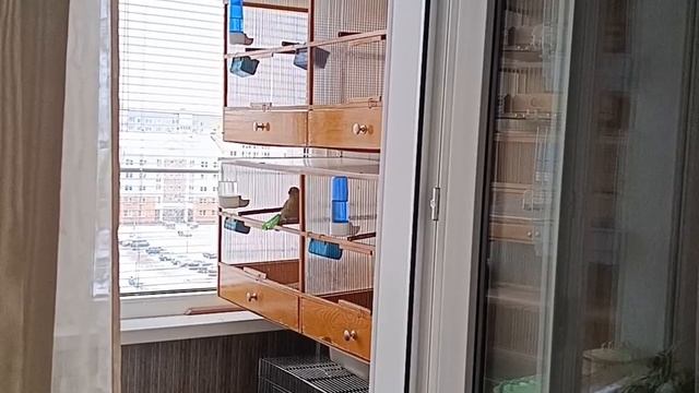 певчий дрозд