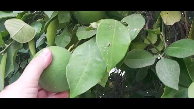Фрукты на улицах Израиля.