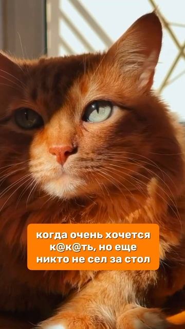 Кошатники, кому знакомо?😹