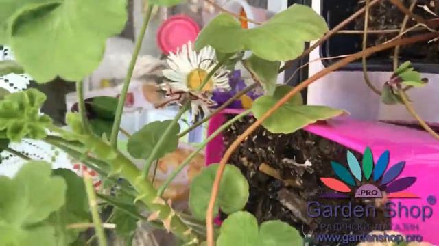 Come rimuovere le foglie gialle gerani (geranium)