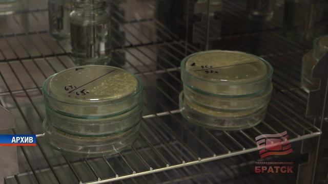 В Братске выявлена реализация фасоли, зараженной карантинным организмом
