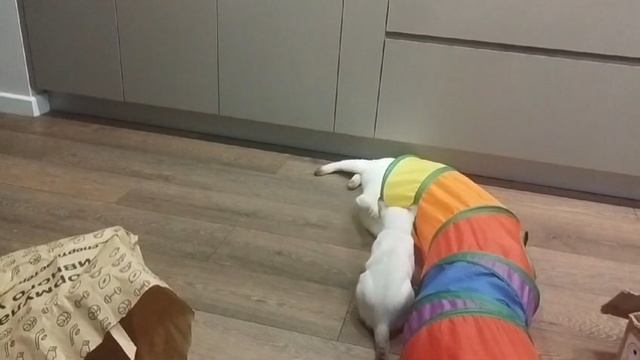 Малышка Aya Gamlet приехала в новый дом и наводит свои порядки🤣🤣🤣