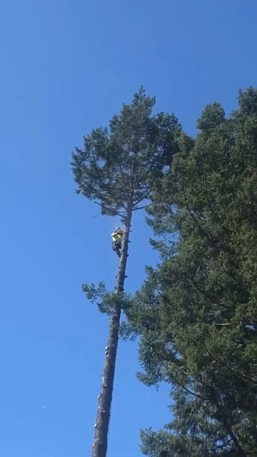 Tree toppin