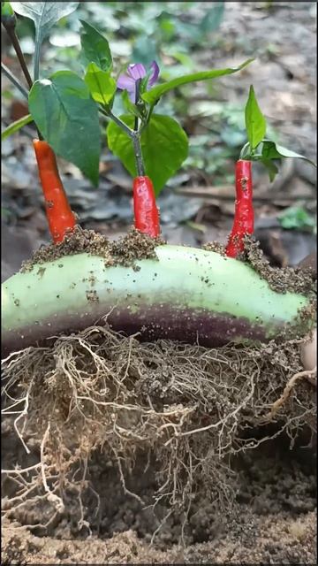 Growing chilli tree at home,, propagate chilli plant from chilli with alovera