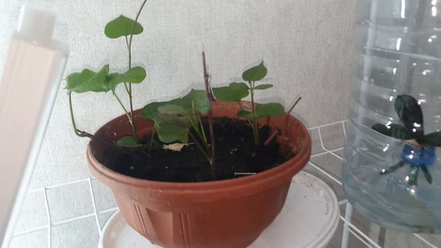 Живые растения дома. Батат активно разрастается.