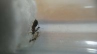 My Smallest Nylanderia cf. vividula Colony 10-10-14