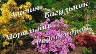 Азалия. Багульник. Рододендрон...