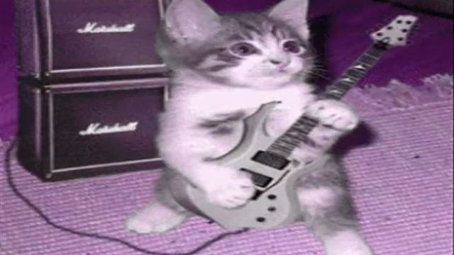 танцующие коты2