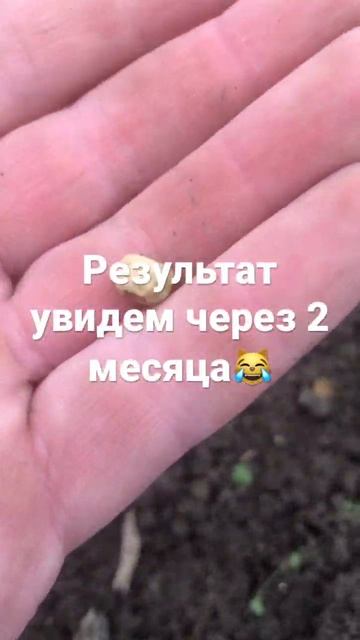 Совместная посадка картофеля с зеленым порохам в качестве будущего добытчика удобрений из воздуха