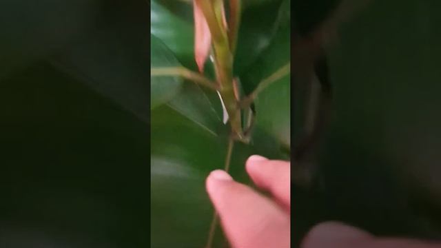طرق تكاثر شجرة المطاط طرق سهلة