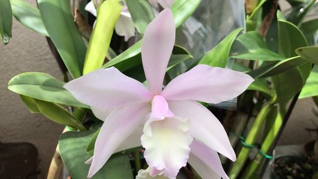 Rhyncholaelia Glauca x Cattleya Intermedia orchid in bloom