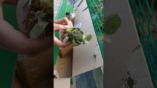 Отзыв Агромаркет