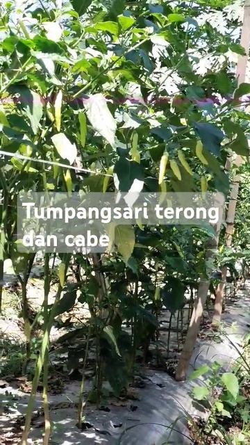 tumpangsari cabe rawit dan terong