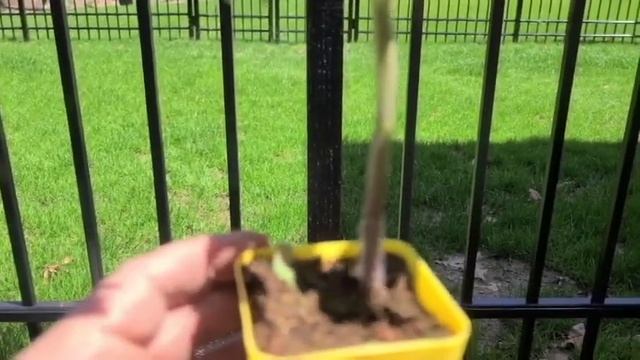 Replanting Black Seaman Tomato - Best Tasting Tomato