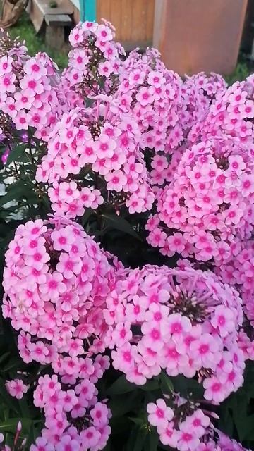 Неприхотливый многолетник на вашем участке. Любимые цветы -флоксы #природа #цветы #многолетники