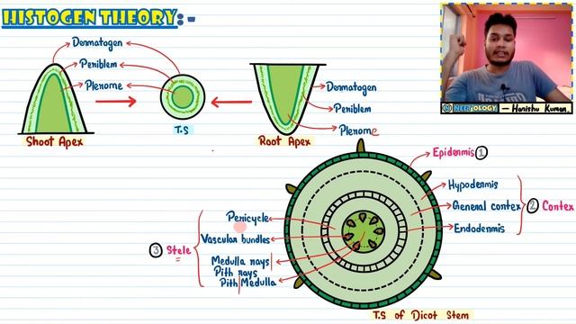 Anatomy of Flowering Plants| Lec 6- Histogen Theory| Class 11| NEET| Neetology