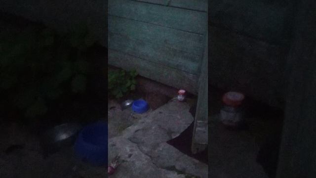 Охота на ЕЖА🦔 в летний период в Тверской Области (Россия) 3 серия. 20 июля в 21: 55. Деревня Валуйк