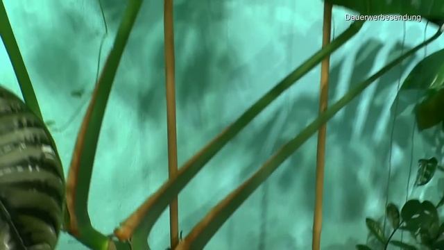 Pflanzenpflege. Zimmeresche Bonsai. Pflanzen in Wasserkultur und Weihnachtskaktus geht es nicht gut