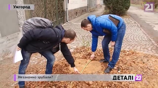 Незаконно зрубали?