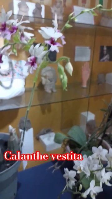 hermosa orquídea calanthe vestita increíble floración #shorts