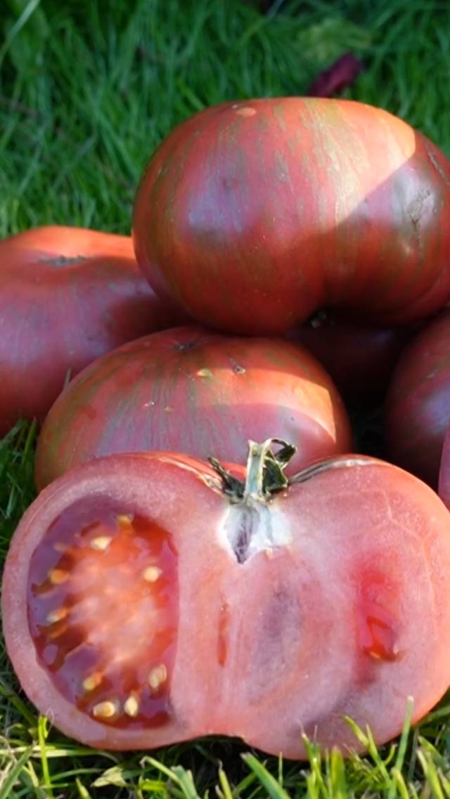 🍅Томатный гном АДЕЛАИДА ФЕСТИВАЛЬ! #shorts #томаты #советы