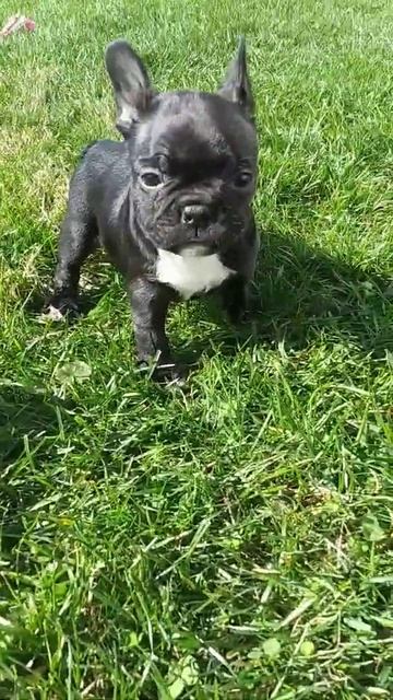 Little Frenchton puppy,Raven