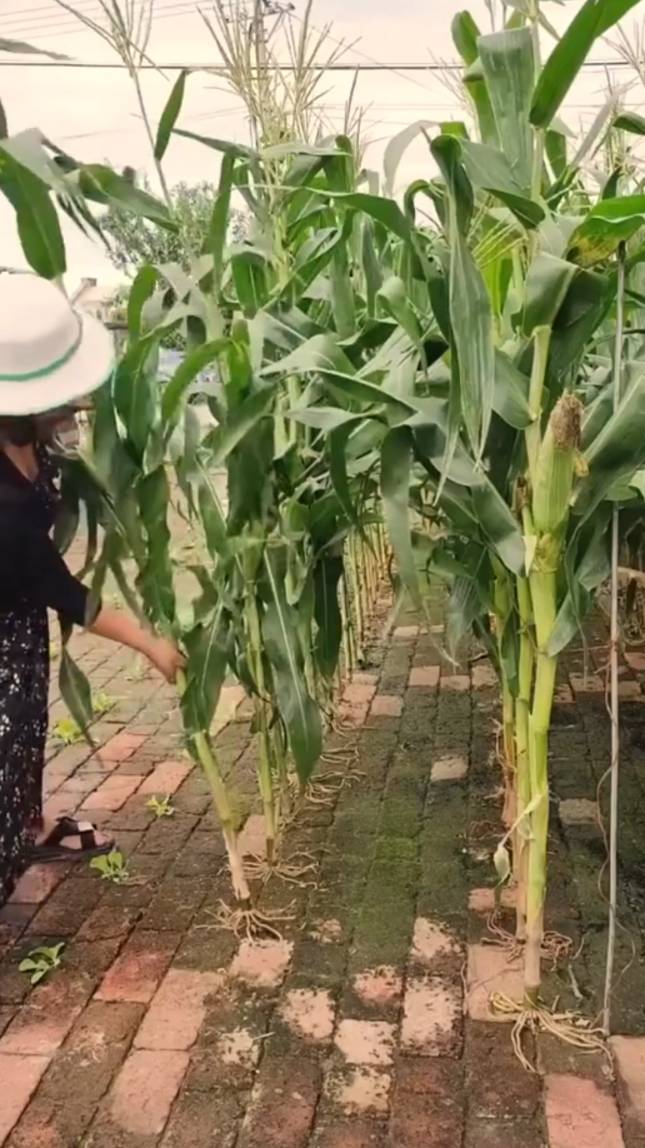 🌽Чудо-сад на каменной брусчатке! #shorts #garden #советы