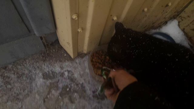 Бездомный котик уже ждет 🙂