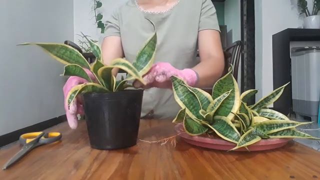 propagate your sansevieria trifasciata twisted sister | good for air purifying at home
