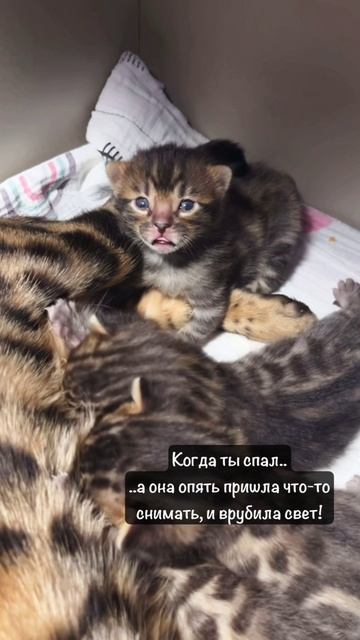 Бенгалы