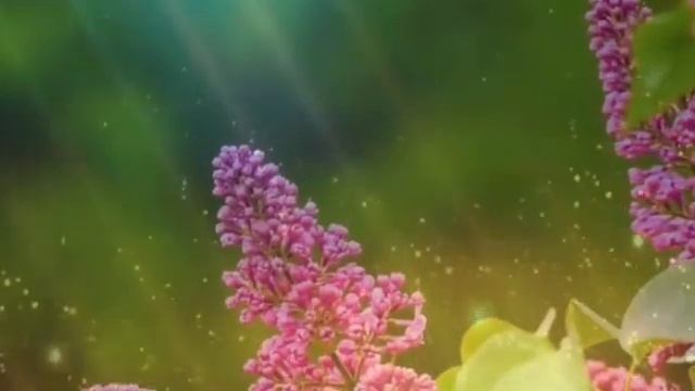 Юлия Михальчук Лебедь белая