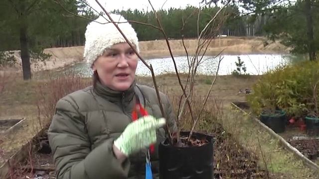 Как растет голубика в контейнерах