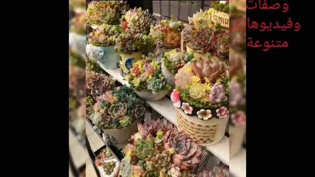انواع العصاريات والصباريات الجميلة# cactus