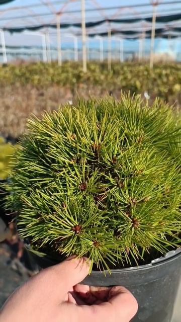 Pinus Mops - ertaknamo kompakt qarag'ay!Pitomnikda sotuvda!Batafsil ma'lumot:📞 +998 93 597 09 79