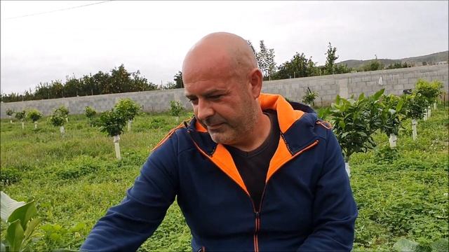 IL BERGAMOTTO DELLA LOCRIDE: I NUOVI IMPIANTI