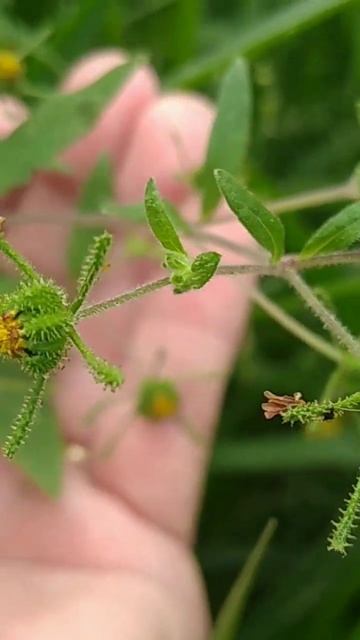 Botão-de-Ouro/(Sigesbeckia orientalis) L. [Leitura na Descrição]#plantas