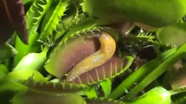 Pianta carnivora mangia slimasso!!!!!