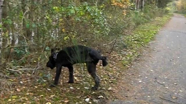 Роман-Кош Ноттердам. Кельн. сын РК Евпатории и РК Гасфорта Блек Си.Neville 17.11.2012.Прогулка