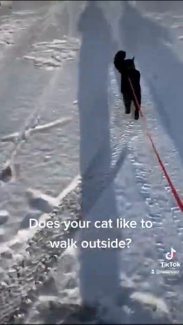 Does your cat like to walk outside on a leash? Cat, Kissa, Black Cat