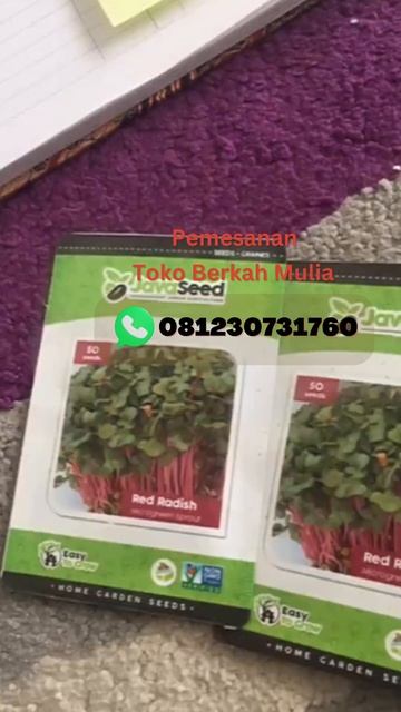 Benih Microgreen Green Pea Shoot Sprout 50 Benih