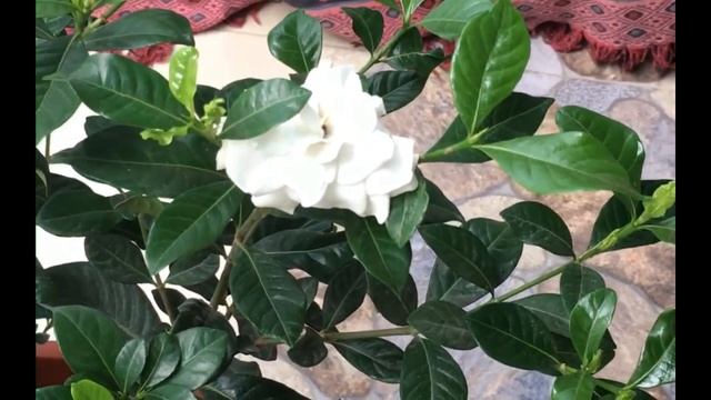 Cuidados de tu Gardenia o Jazmín