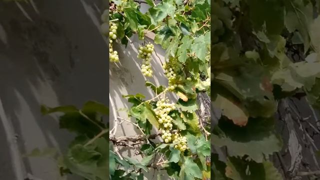 Виноград поспел