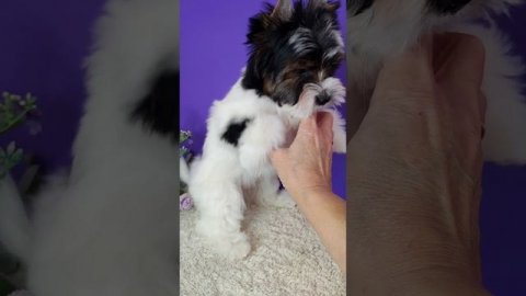 Мальчик бивер терьера