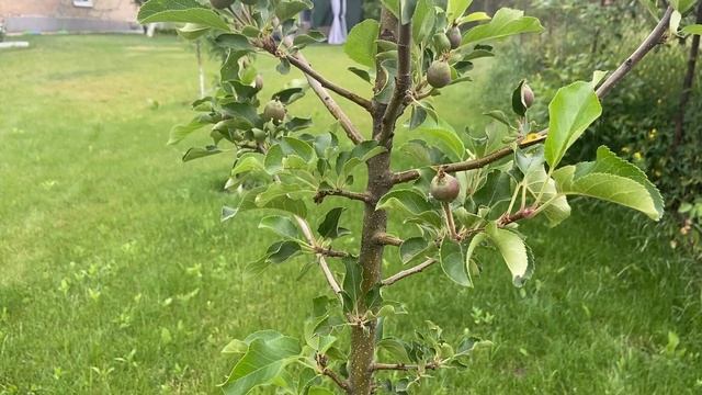 А ось як виглядає сад та городина з ЯРОСом у травні 🍑🍓🍏 Очікуємо на великі врожаї ❗️