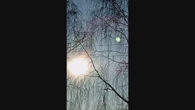 Собака. Овчарка. Том.