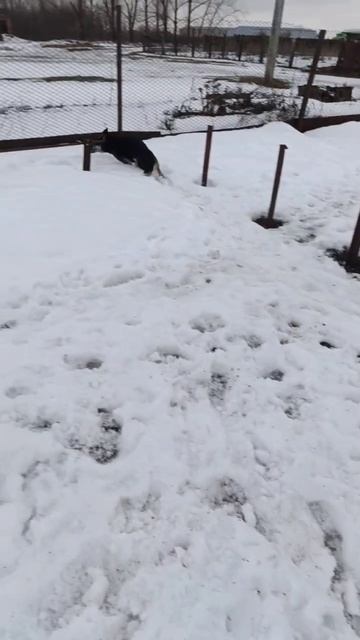 Бука передает привет