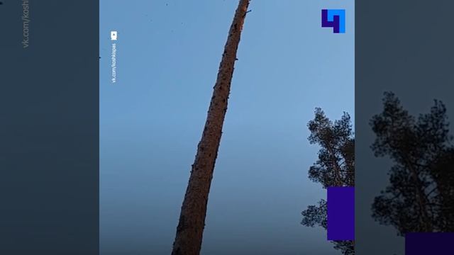 «Обучающий курс по спуску»: добровольцы Кошкиспас помогли коту спуститься с высокой сосны Приозерск